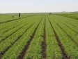 Haïti - Agriculture : Mise à jour de la situation agricole au pays