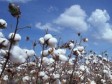 Haïti - Agriculture : Vers le retour de «l’or blanc» en Haïti