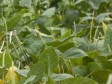 Haiti - Agriculture : «Living Barriers» face hurricanes