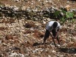 Haïti - Grand’Anse : Une des régions la plus affectée par la dégradation des terres et la déforestation