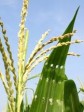 Haiti - Agriculture : Ambitious project aiming to strengthen agricultural sector