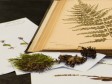 Haïti - Grand’Anse : Le seul herbier au pays