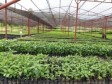Haïti - Environnement : Jovenel Moïse inaugure un 5e Centre de propagation végétal