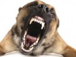 Haiti - Health : Resumption of the national rabies vaccination campaign