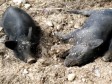 Haiti - Agriculture : African swine fever, high-level meeting on emergency measures to be taken