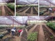 Haïti - Environnement : Vers la redynamisation du Centre forestier et fruitier des Nippes
