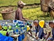 Haiti - May 1st : Tribute to our farmers and workers (Video, PM speech)