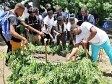 Haiti - Agriculture : Practical training on the manufacture of organic compost