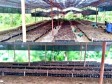 Haiti - Agriculture : Towards the production of 25,000 cocoa seedlings