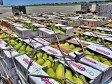 Haiti - Agriculture : Towards a resumption of mango exports to the USA?
