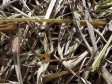 Haiti - Environment : Coal alternative for peasants