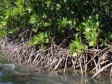 Haiti - Did You Know ? The Important Mangrove Ecosystem