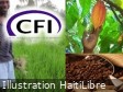 Haiti - Agro-industry : Between dependence and food sovereignty