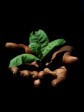 Haiti - Social : May 1st, Brière between environment and grievances