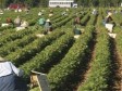 Haiti - Social : The Consul of Atlanta in a camp of Haitian agricultural workers