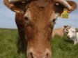 Haiti - Agriculture : Livestock Identification and control of slaughter...