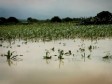 Haiti - Agriculture : $104 million losses in the agricultural sector