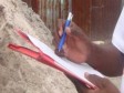 Haiti - Economy : EEC Canada recruits professionals for a survey in Haiti