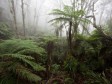 Haiti - Environment : $9MM grant for the protection of the Macaya National Park
