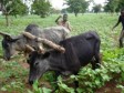Haiti - Agriculture : Ambitious project to strengthen rural entrepreneurship